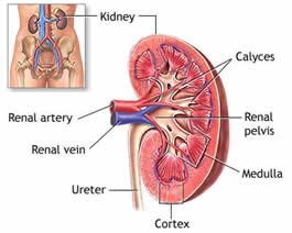 Calyx Kidney